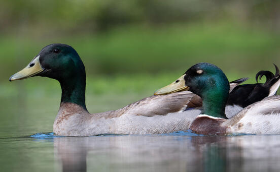 Mallard - GP