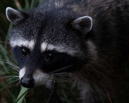 Raccoon - GP
