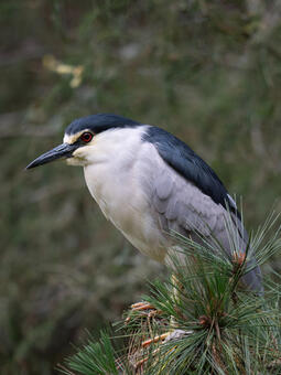 Black-crowned Night Heron - GP