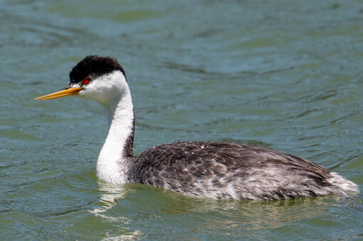 Clark's Grebe - Lake Merced