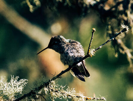 Humming Bird - lands end