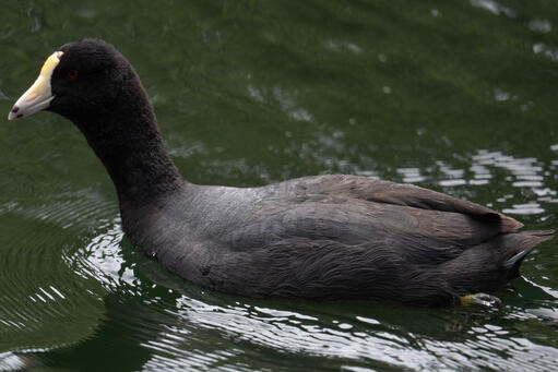 American Coot - GP