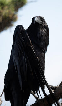 Common Raven? - lands end