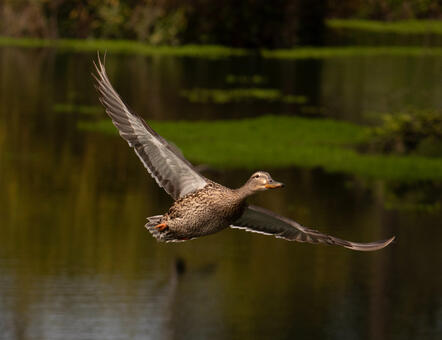 Female Mallard - GP
