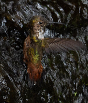 Humming bird - GP