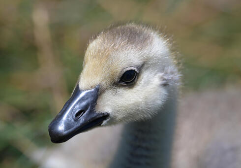 baby goose! :D